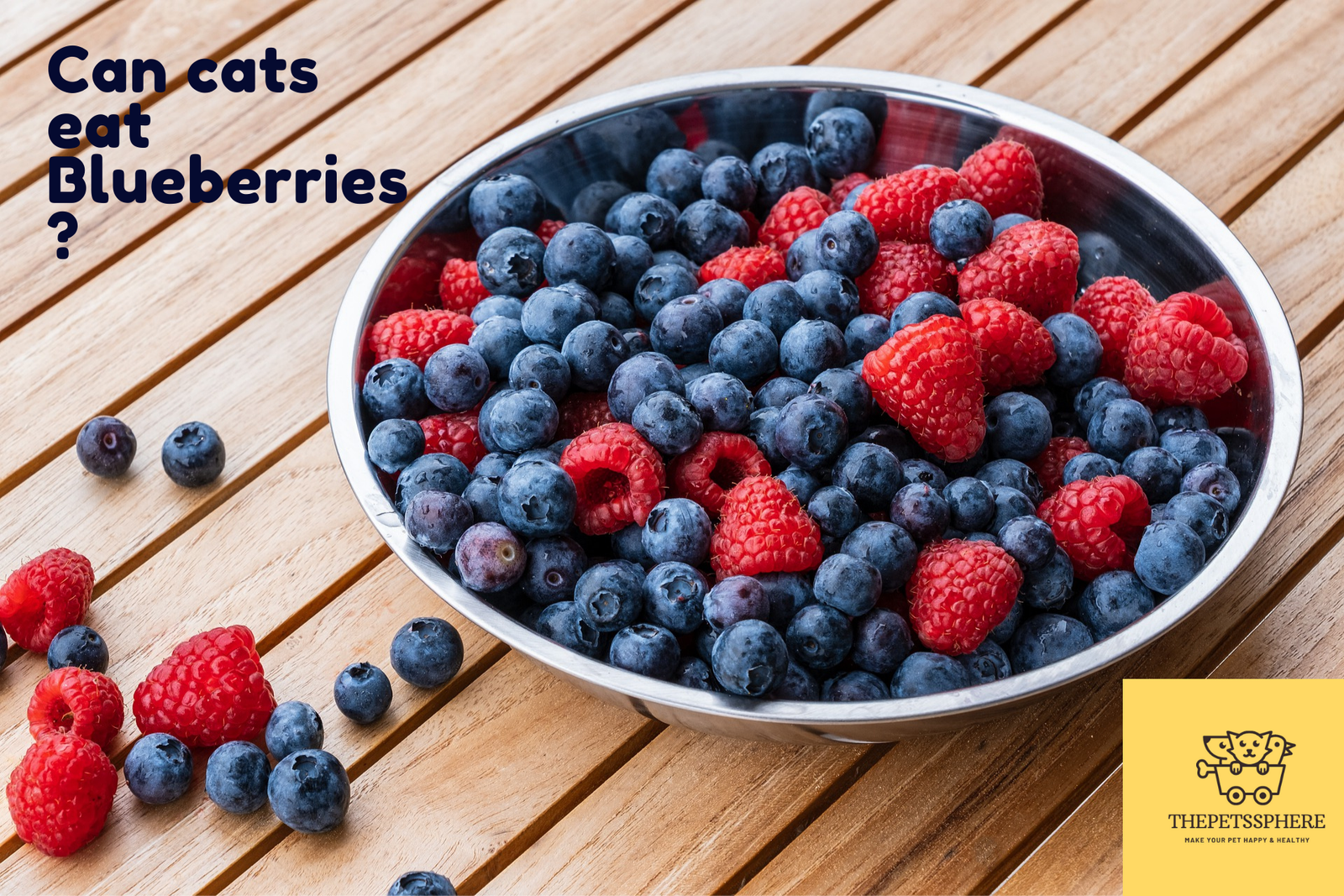 cats eat blueberries