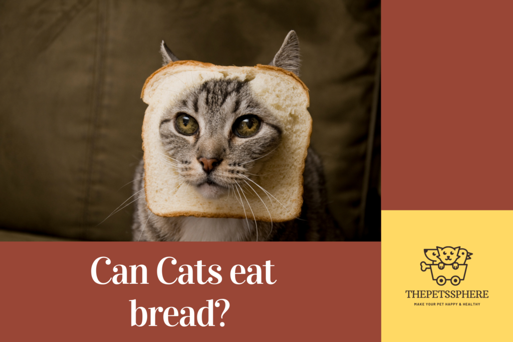 cat eat bread