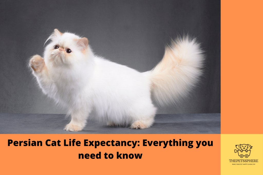 How long do Persian Cats Live? Everything you need to know as an owner